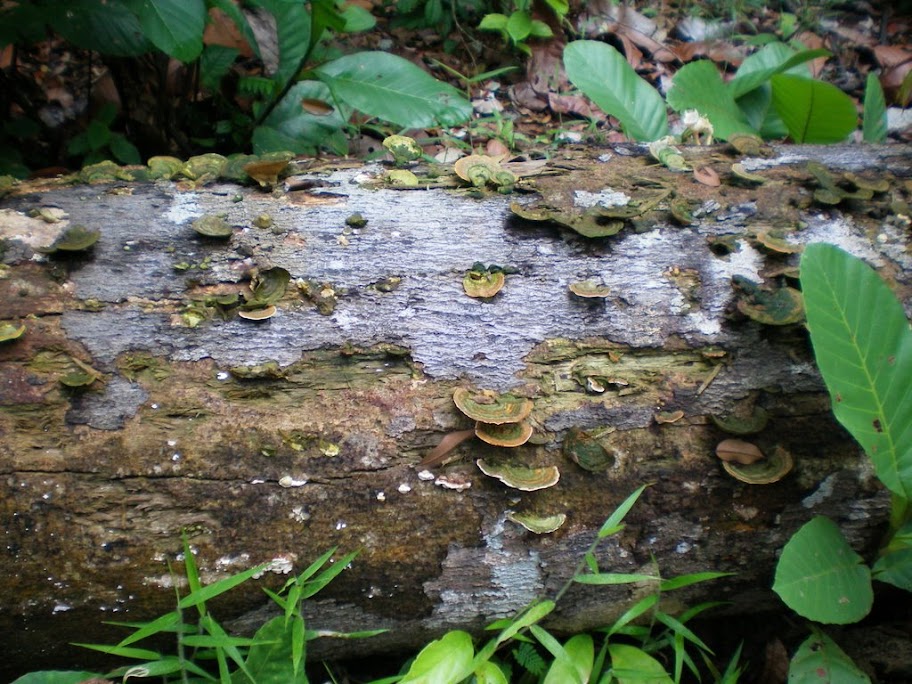 Tronc d'arbre à champignons