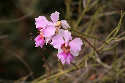 Fleur officielle de Singapour