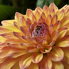 Let the life be beautiful like a flower  by Arvind Akki - Flowers Single Flower