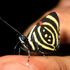 Mariposa Pará Miní