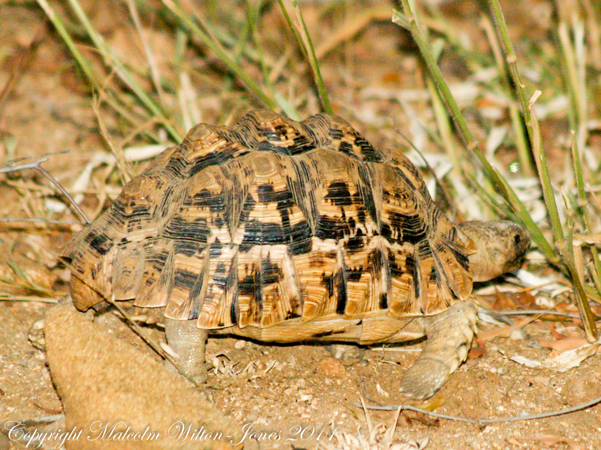 Leopard Tortoise