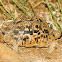 Leopard Tortoise