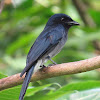 White-bellied Drongo