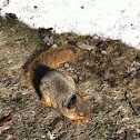 Fox Squirrel