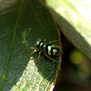 Banded Phintella Jumping Spider