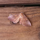 White-dotted Prominent Moth