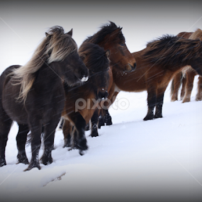 Winter horses. by Áslaug Stefánsdóttir - Animals Horses