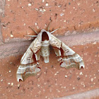 Twin-Spotted Sphinx