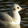 Black-headed Gull (winter)