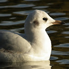 Black-headed Gull (winter)