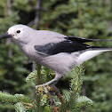 Clark's Nutcracker