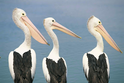 We love this shot of three pelicans checking out the view at The Entrance along Australia's Central Coast NSW.