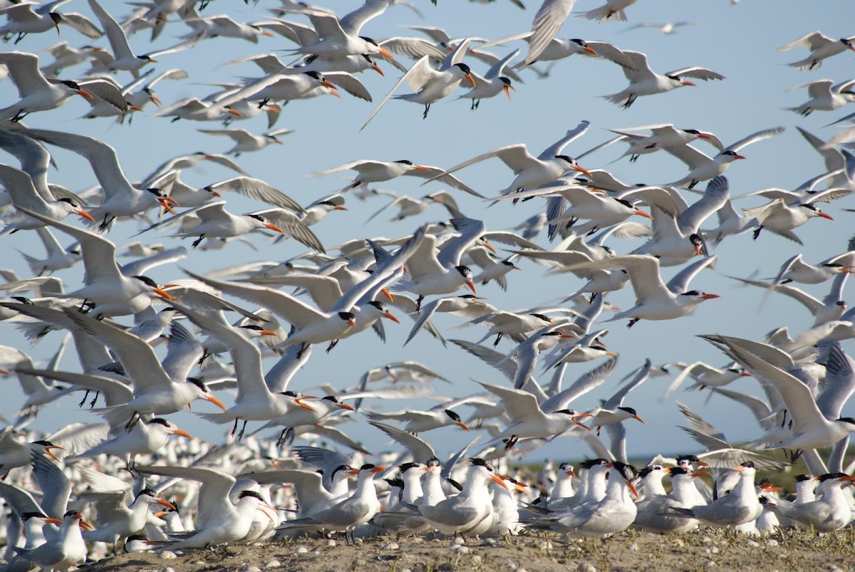 Royal Tern