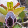 Fleischman's orchid