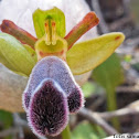 Fleischman's orchid