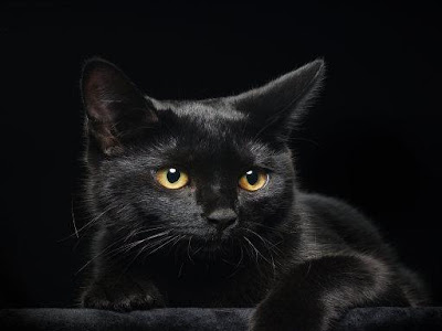 スマホ 壁紙 黒猫 110523