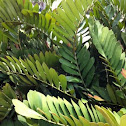 Cycad