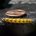 Genista Broom Moth caterpillar