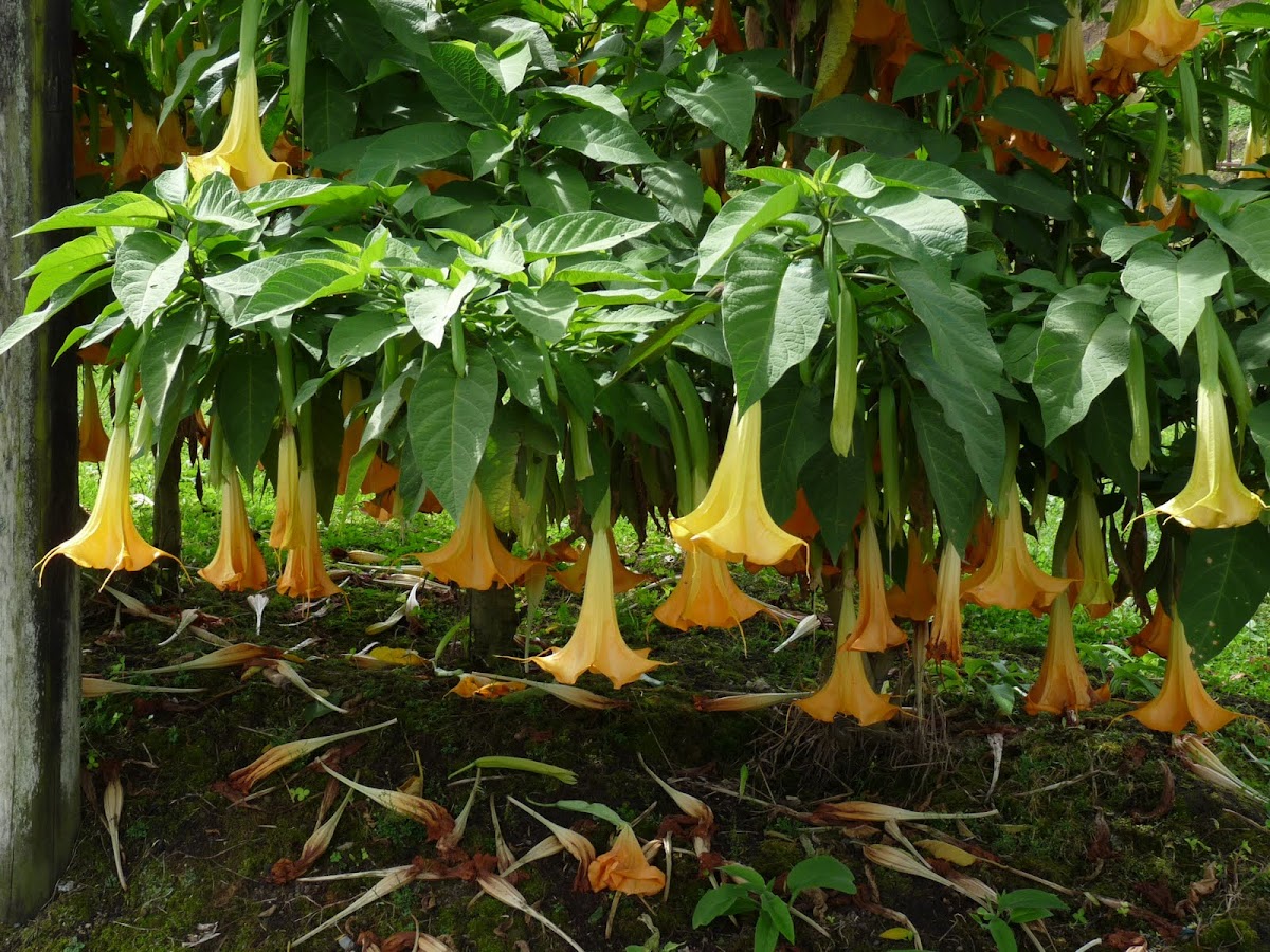 Yellow Angel's Trumpet