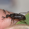 Feather horned beetle