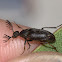 Feather horned beetle