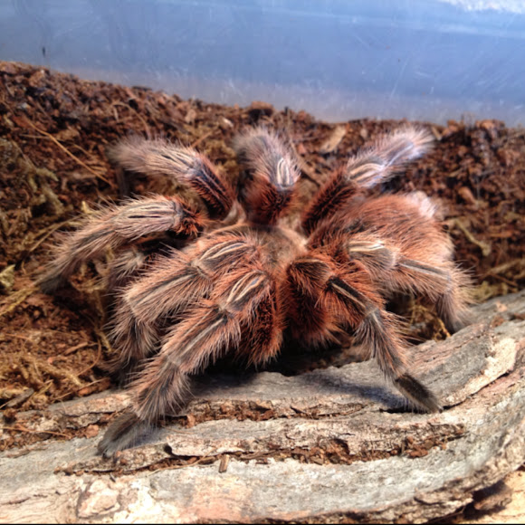 Chilean rose hair tarantula red morph | Project Noah