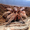 Chilean rose hair tarantula red morph