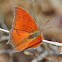 Goatweed Leafwing Butterfly