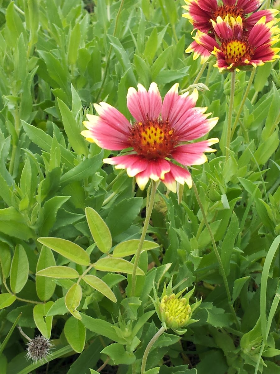 Gaillardia