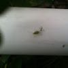 Aphid