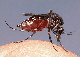 [mosquito_biting[2].png]