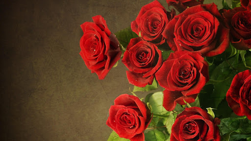 Roses HD Live Wallpaper Flower