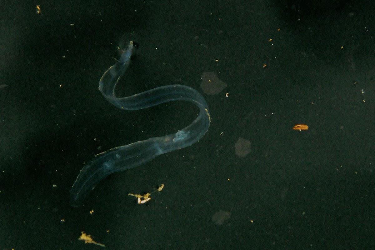 Glass Eel (Larval Stage of Short Fin Eel)