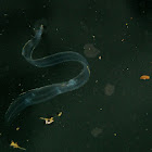 Glass Eel (Larval Stage of Short Fin Eel)