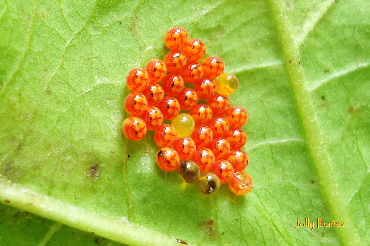 Jewel Bug eggs