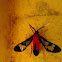 Scarlet-Bodied Wasp Moth