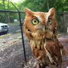 Eastern Screech owl