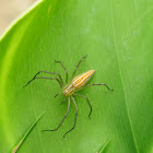 Common Lynx Spider