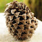 Gray pine cone and pinenuts