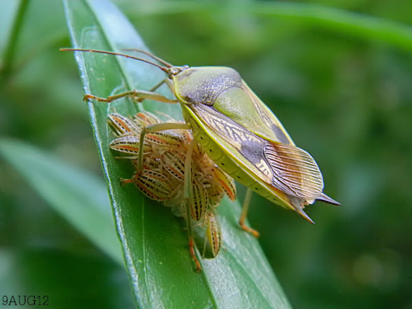 shield bug brood | Project Noah