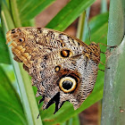 Owl butterfly/Buho