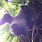 Linnaeus Two-toed sloth