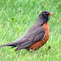 American Robin (male)