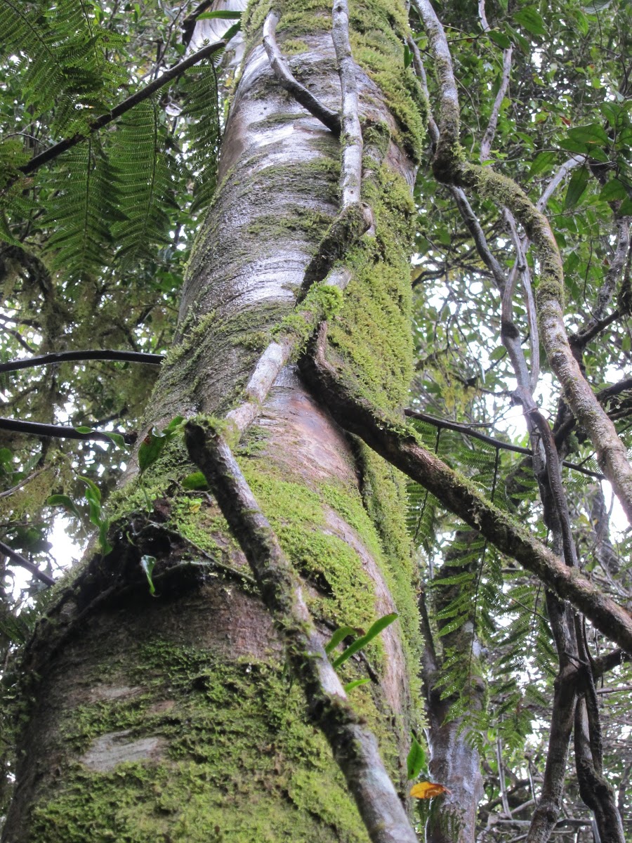 Rainforest Lianas