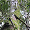 Rainforest Lianas
