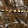 European Goldfinch