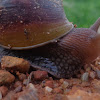 East African Land Snail / Giant African Land Snail,