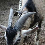 TO HOUSE 兔子餐廳