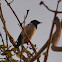 Rosy Starling