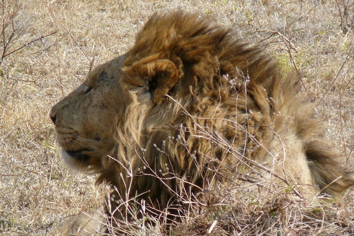 Lion (Serengeti)